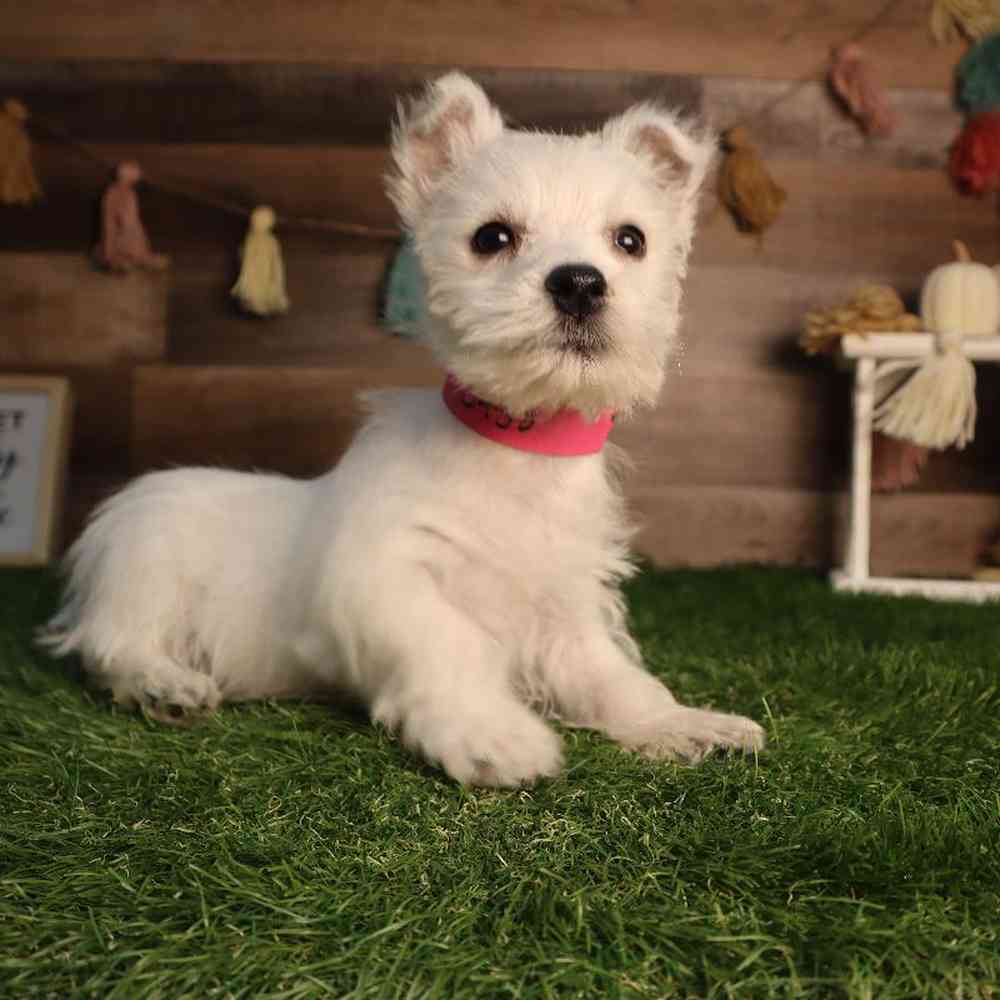 Female West Highland White Terrier Puppy for Sale in Blaine, MN