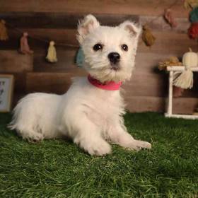 West Highland White Terrier