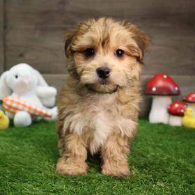 Yorkie-Poo