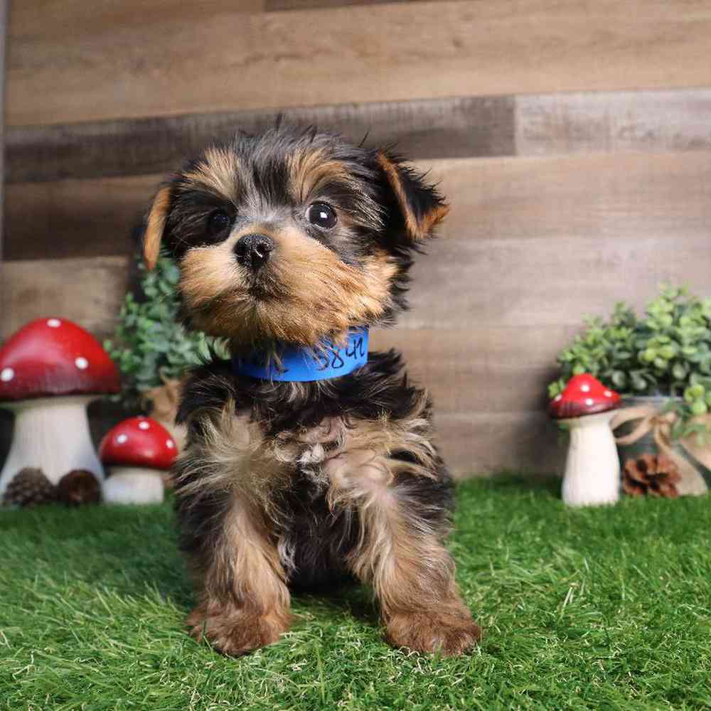 carousel pet images