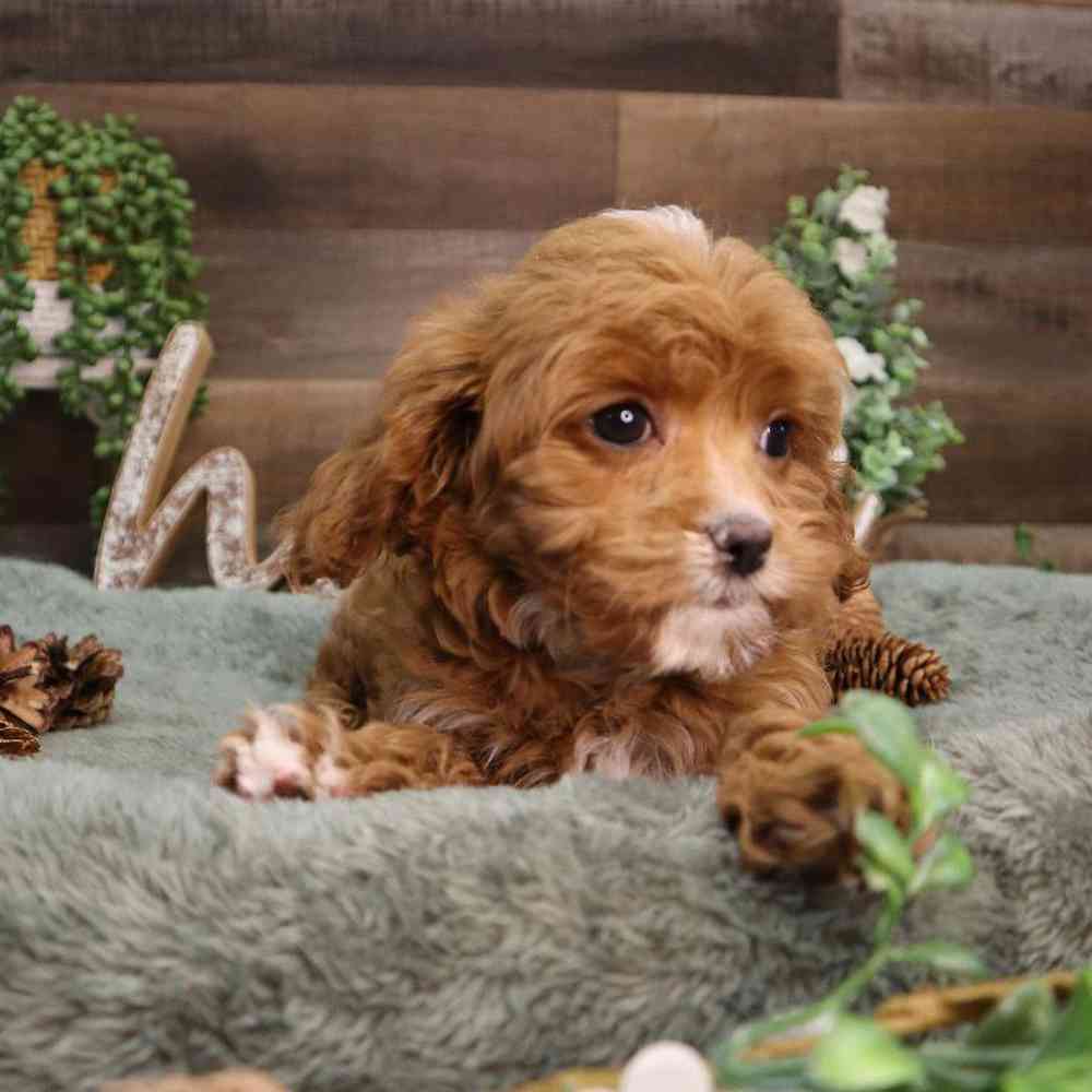 carousel pet images