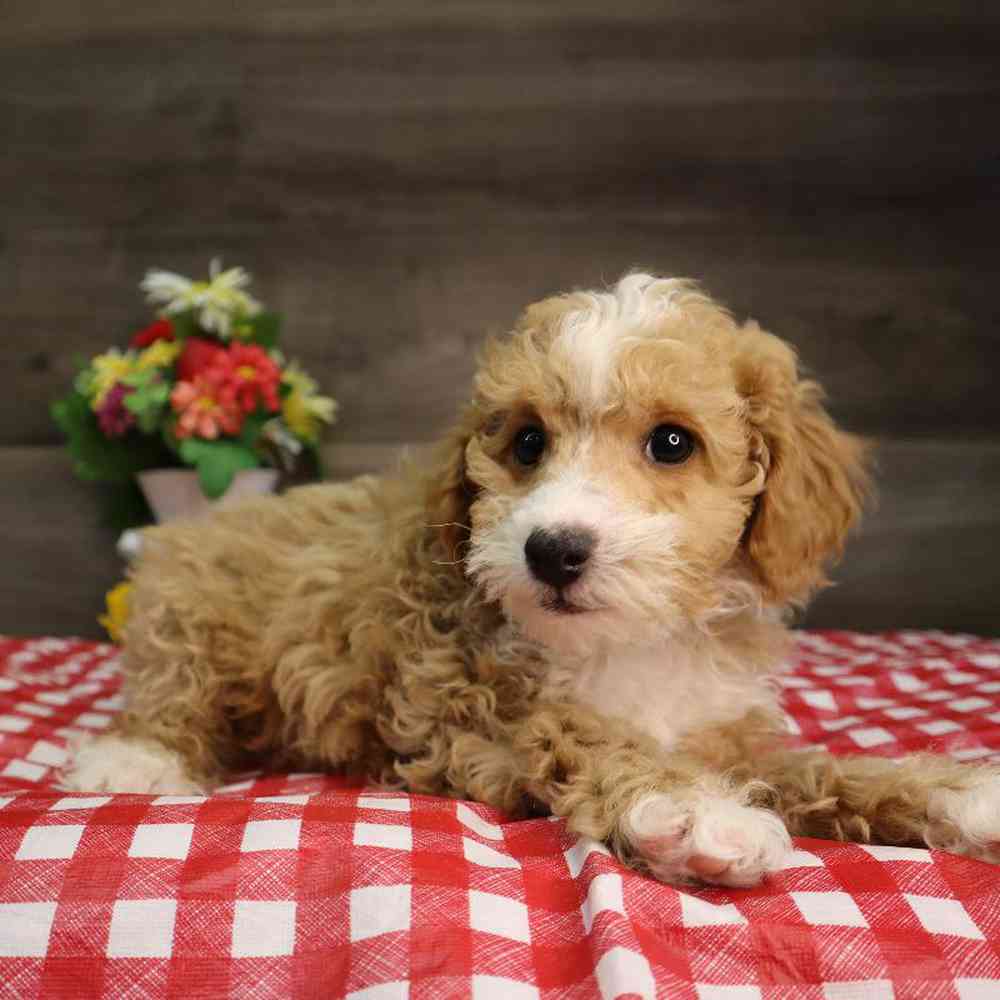 Male Poodle Puppy for Sale in Blaine, MN