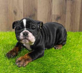 English Bulldog
