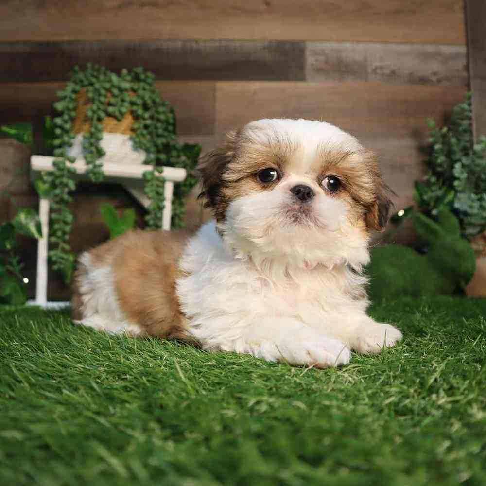 carousel pet images