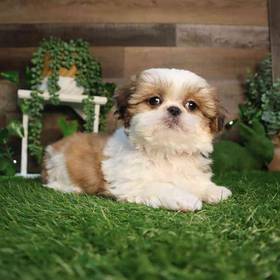 Shih Tzu