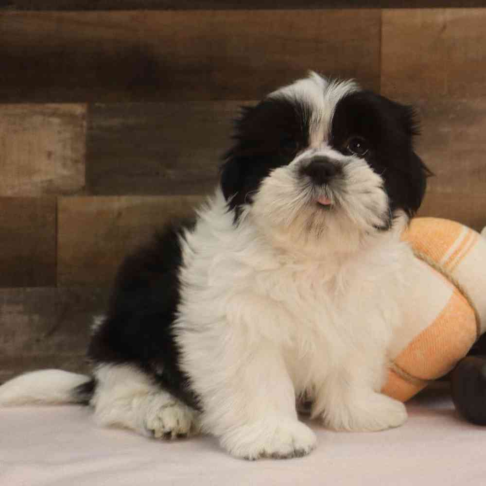 Male Shih Tzu Puppy for sale