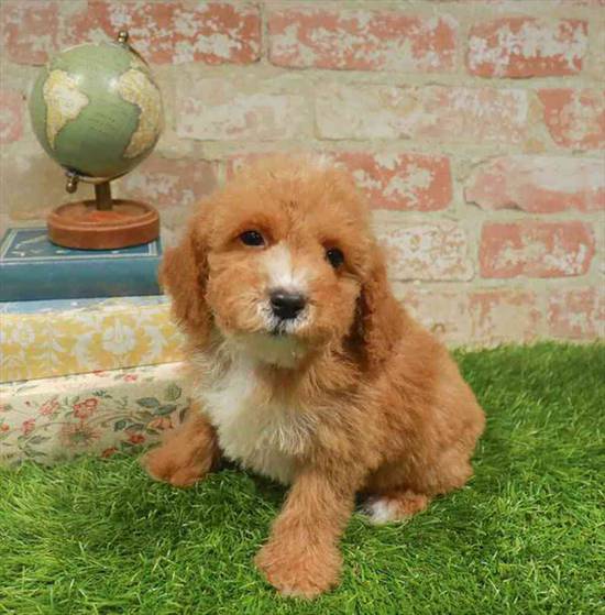 Cockapoo
