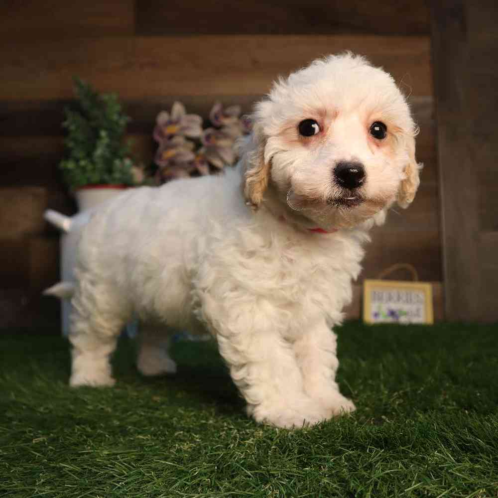 Female Bichon-Poo Puppy for Sale in Blaine, MN