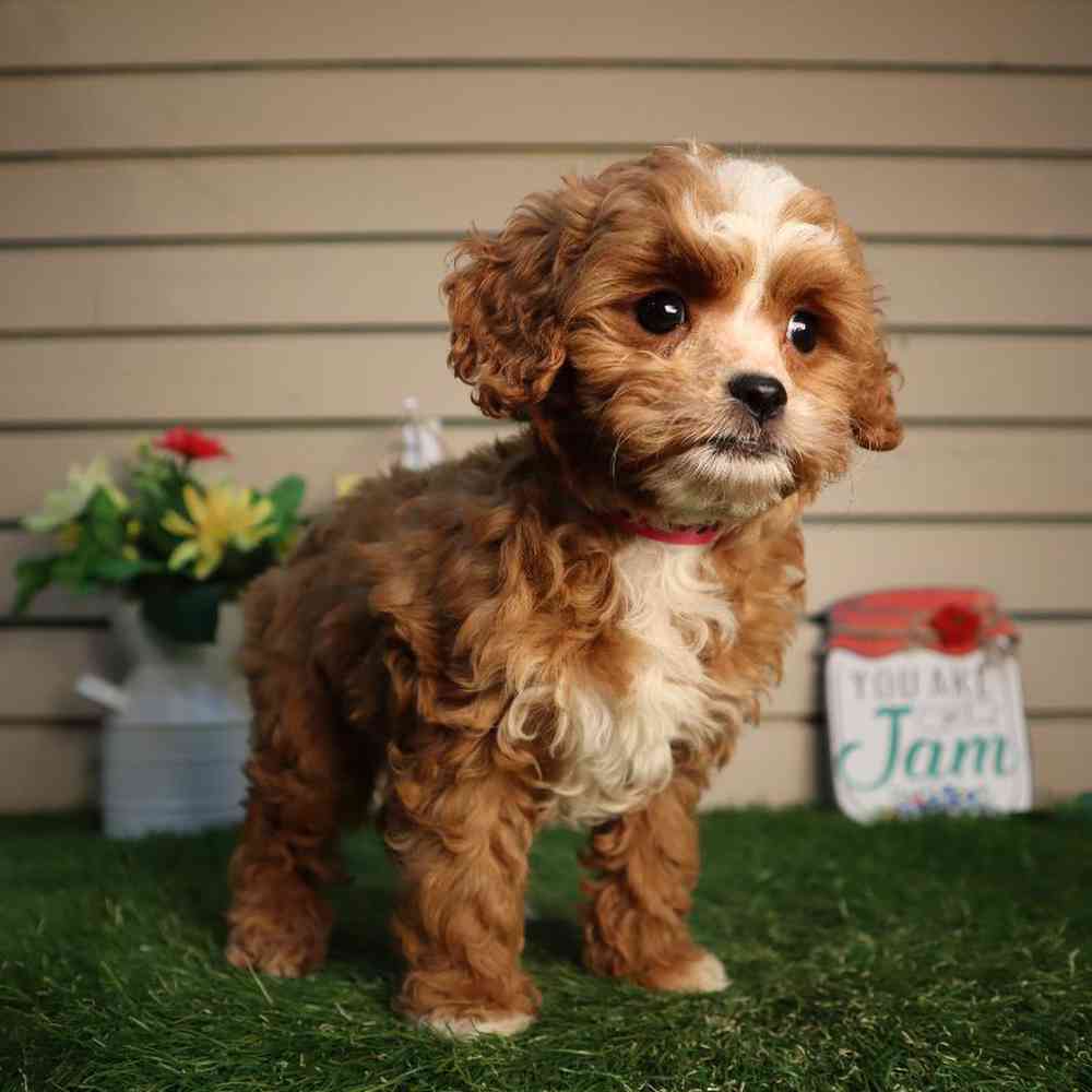 carousel pet images