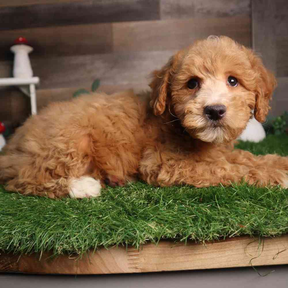 carousel pet images