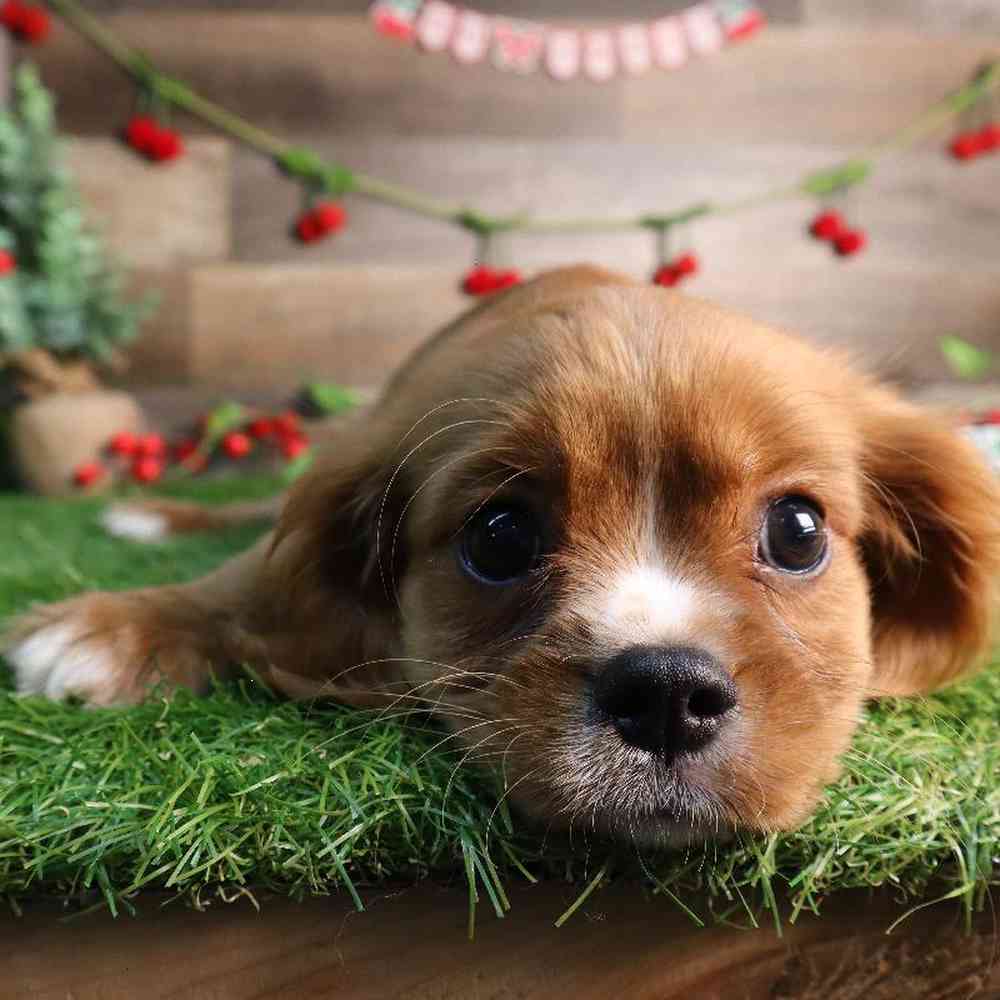 carousel pet images
