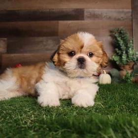 Shih Tzu