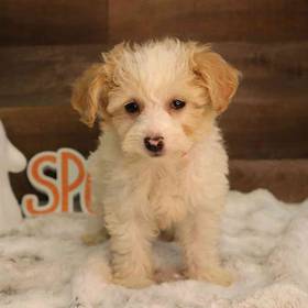 Mini Goldendoodle