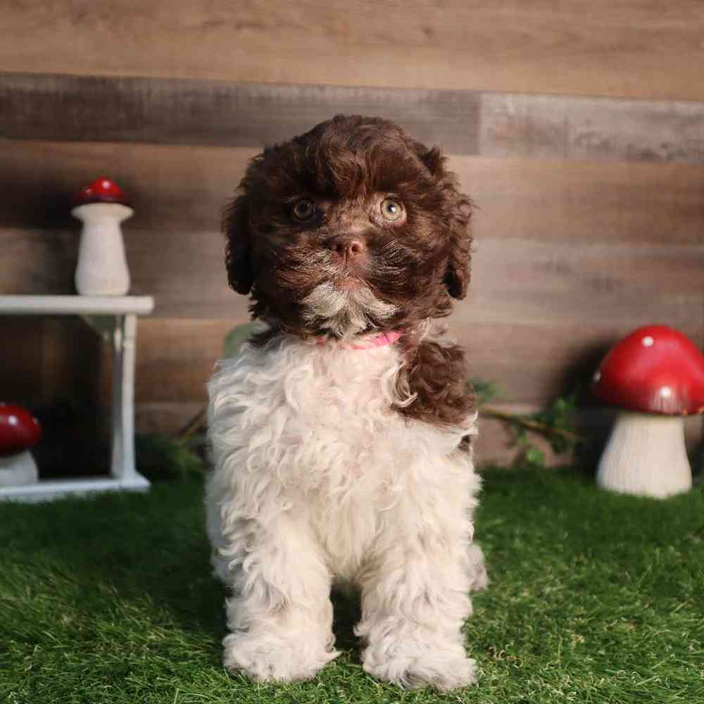 carousel pet images