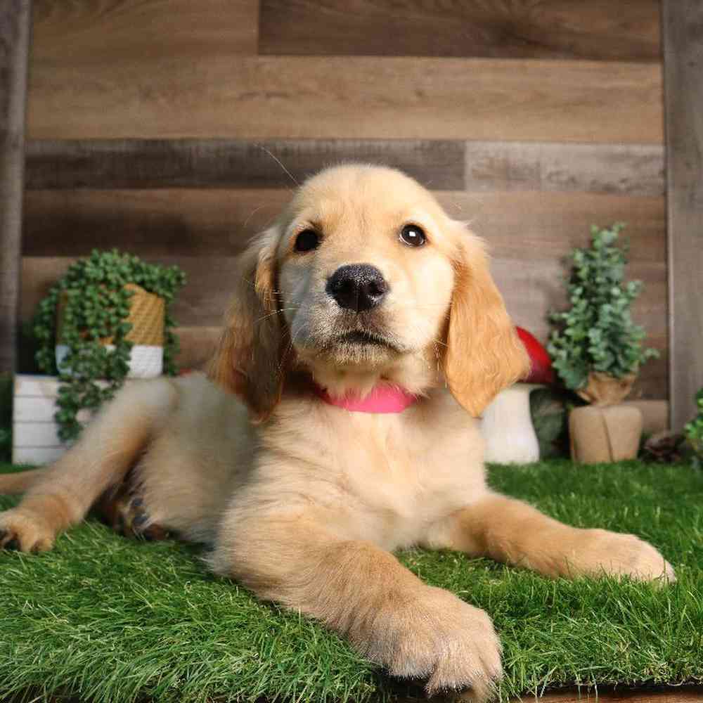 Female Golden Retriever Puppy for Sale in Blaine, MN
