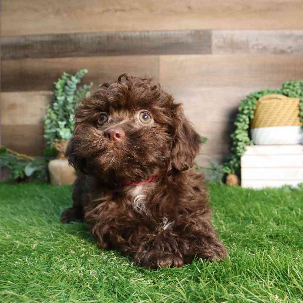 carousel pet images