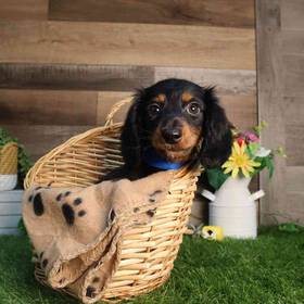 Dachshund