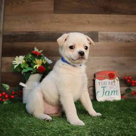 Pugpom
