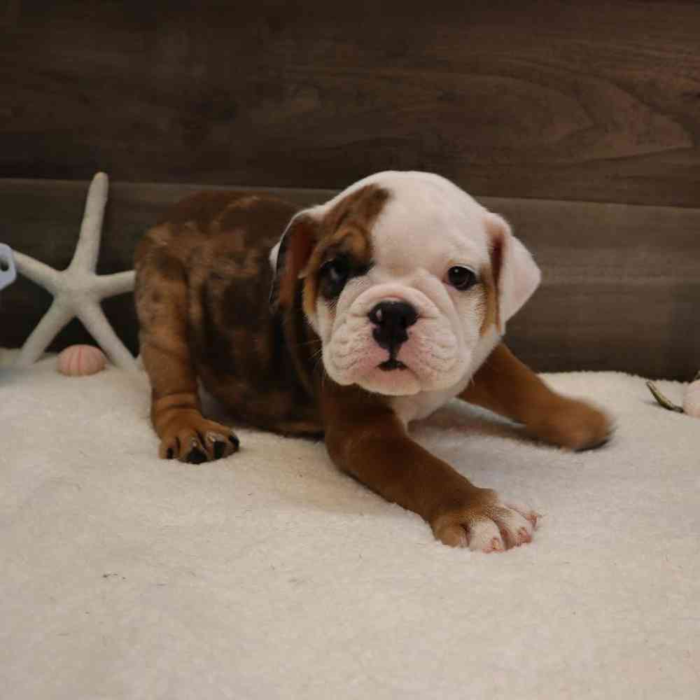 Male English Bulldog Puppy for sale