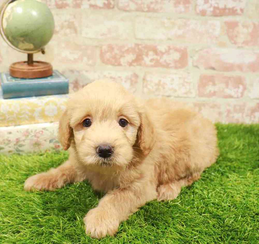 carousel pet images