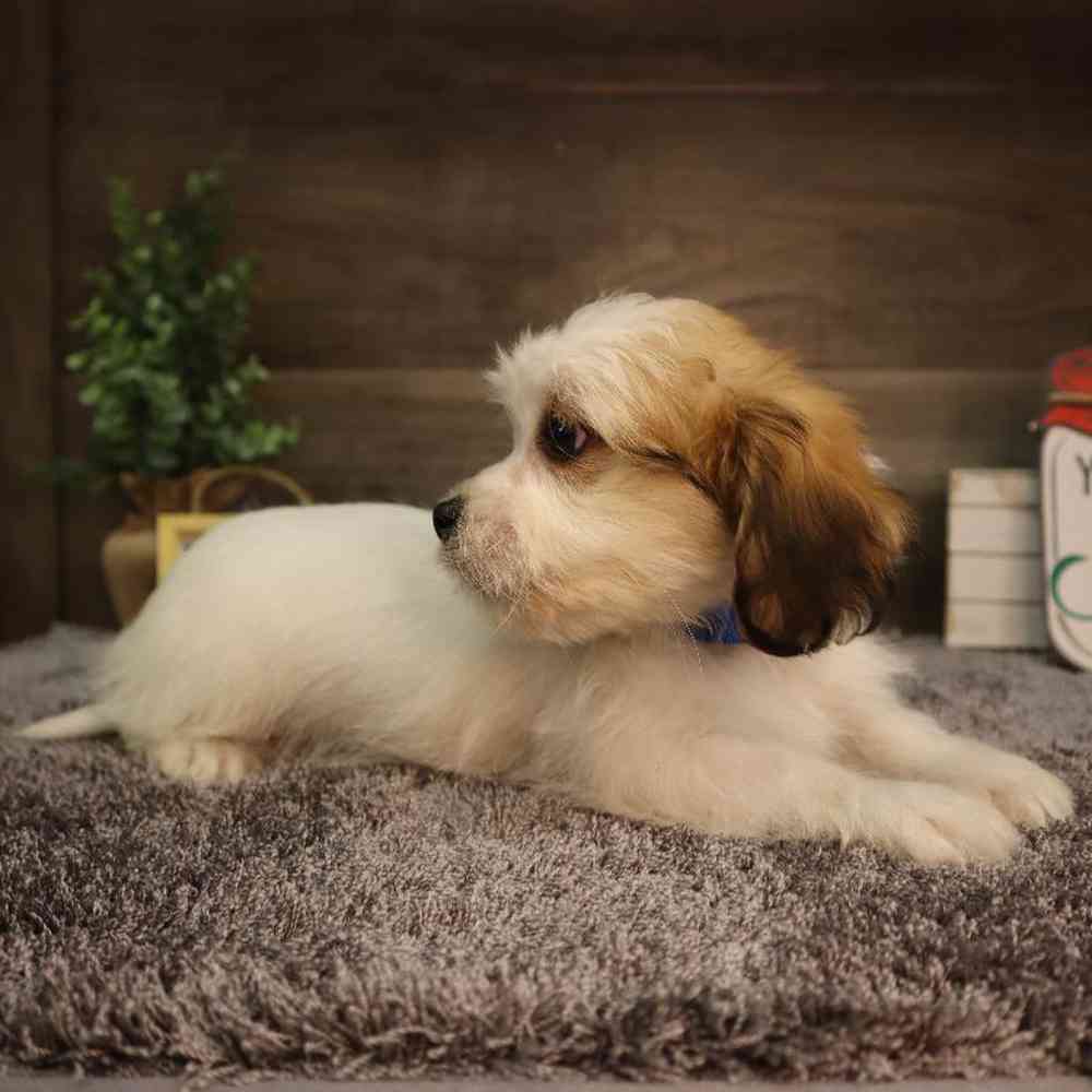carousel pet images