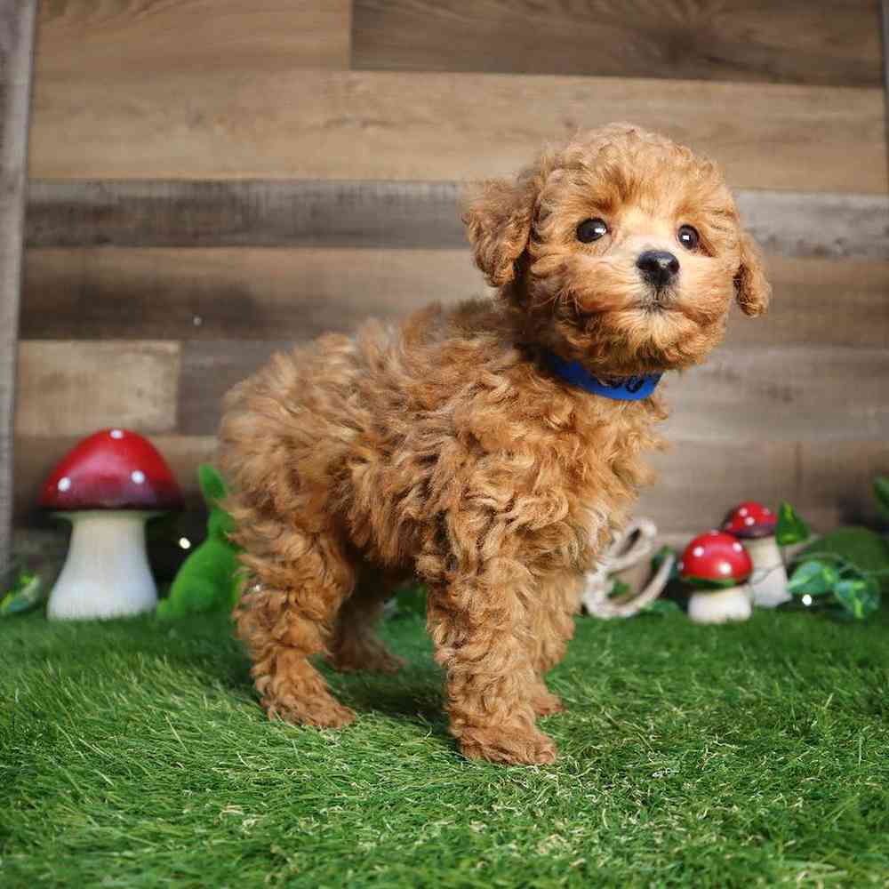 carousel pet images