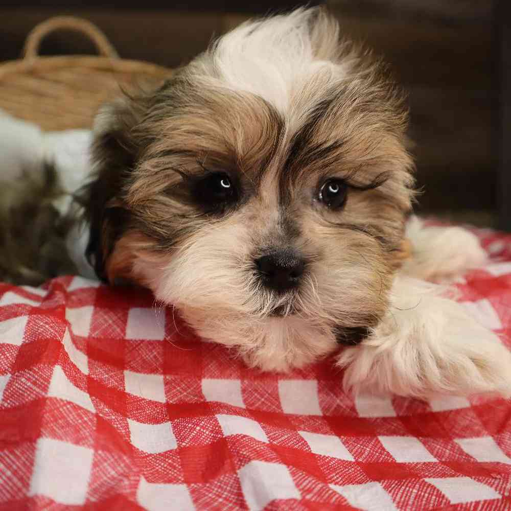 carousel pet images