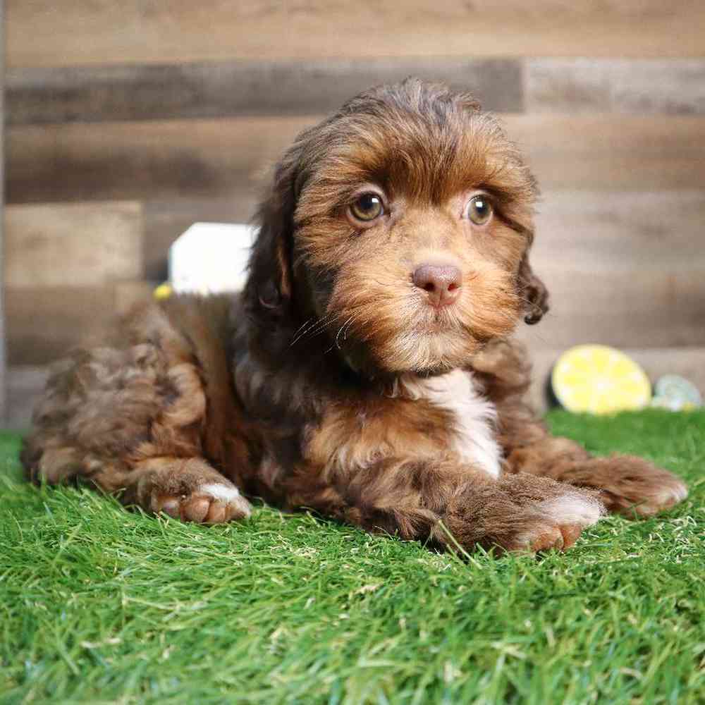 Female Shipoo Puppy for Sale in Blaine, MN