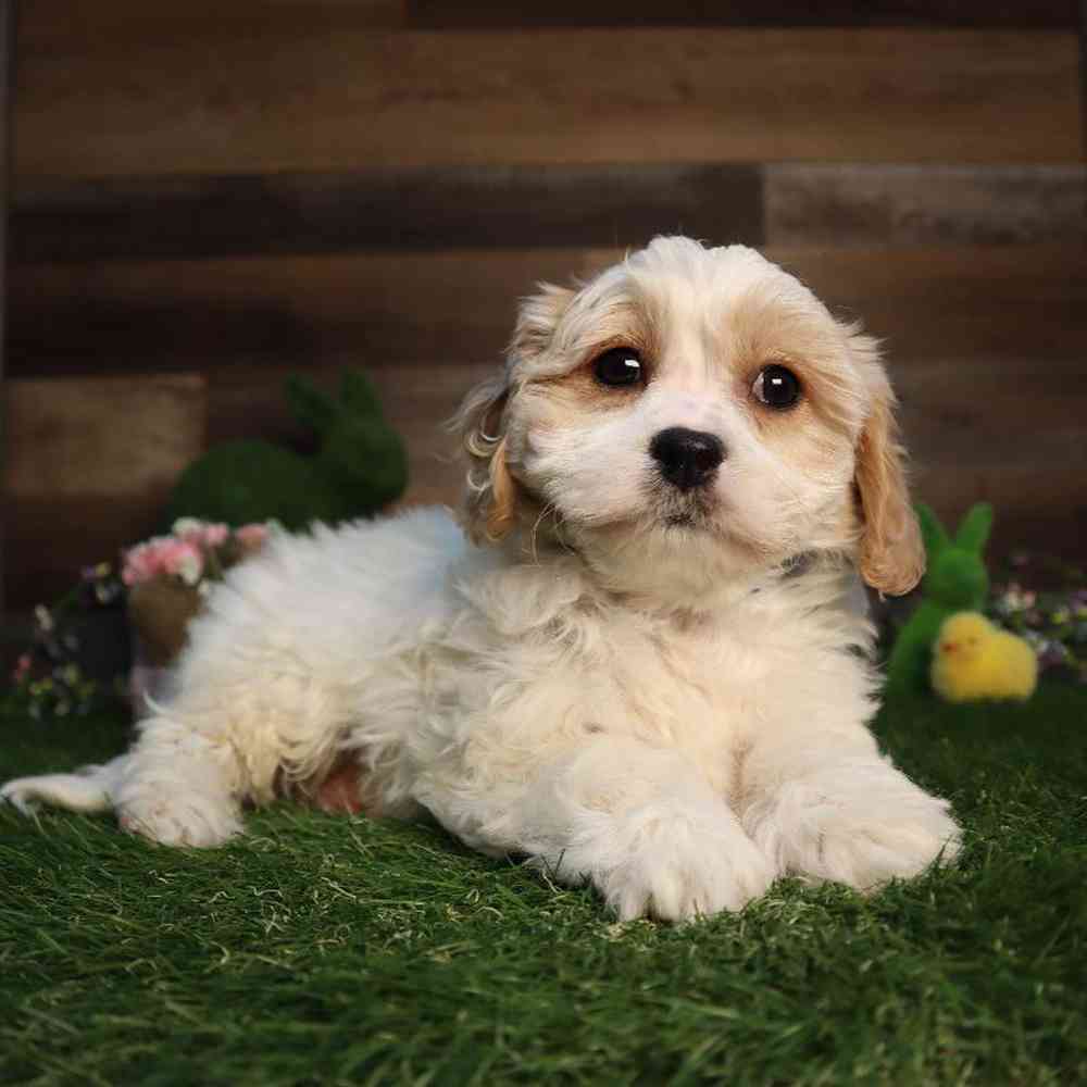 carousel pet images