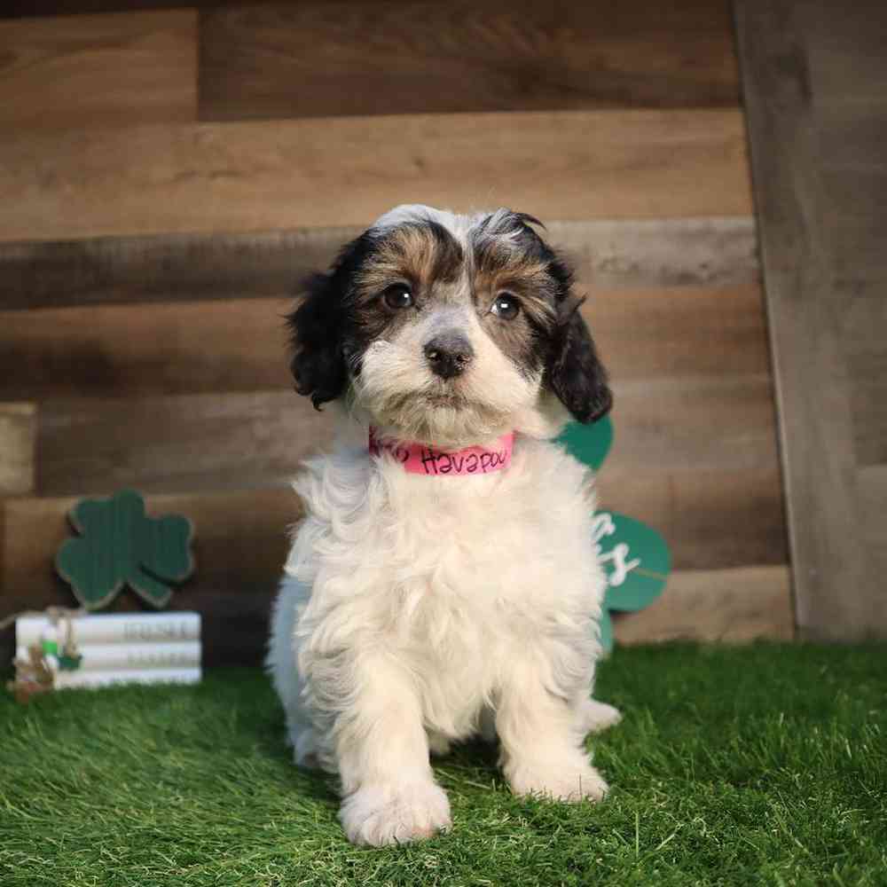 carousel pet images