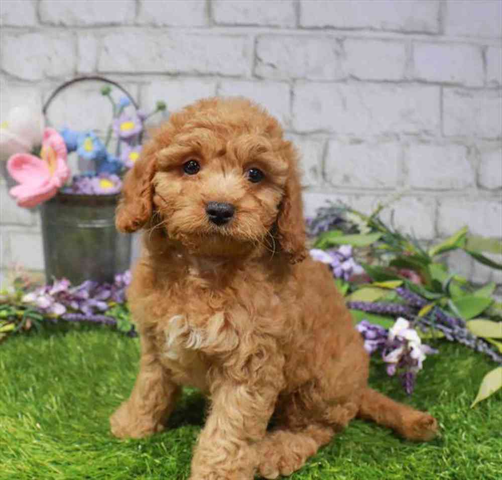 carousel pet images