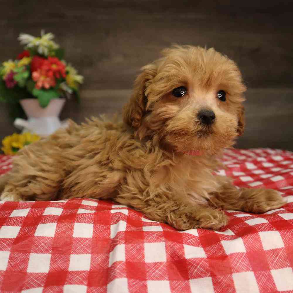 carousel pet images