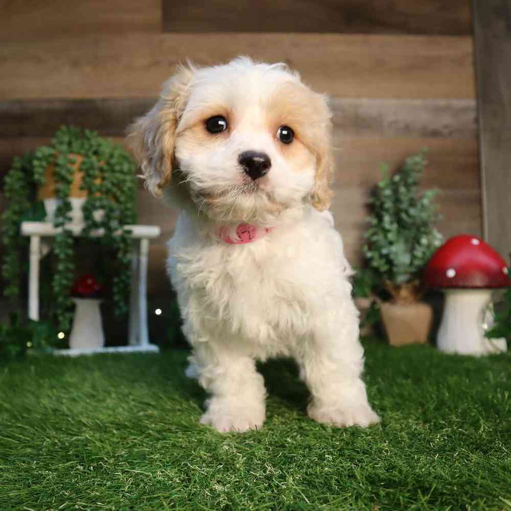 carousel pet images