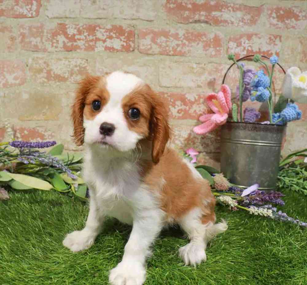 carousel pet images