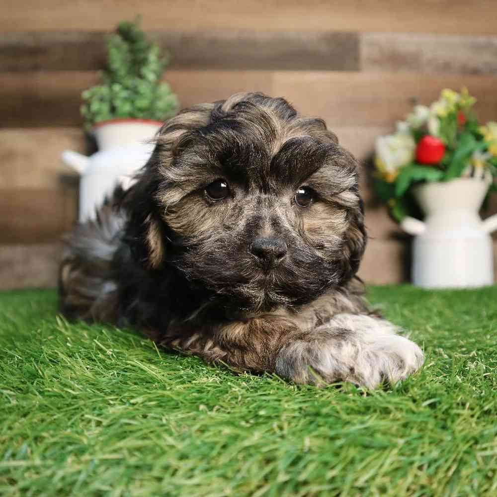 Image of a pet breed in the gallery