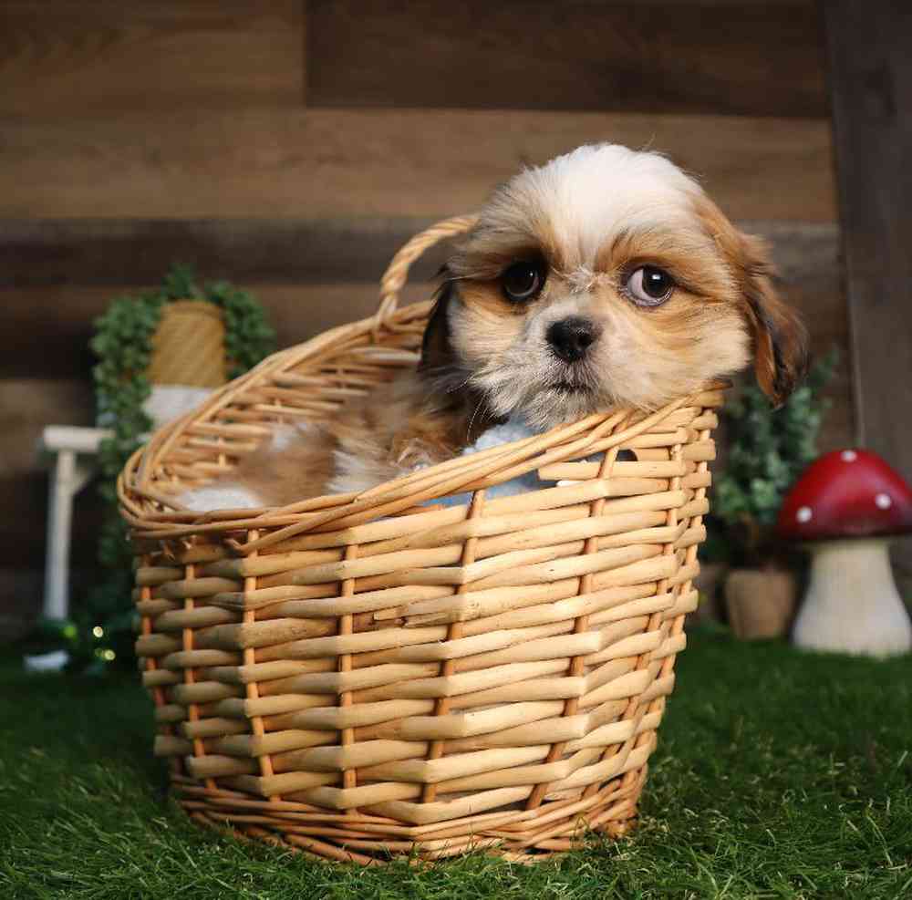 carousel pet images