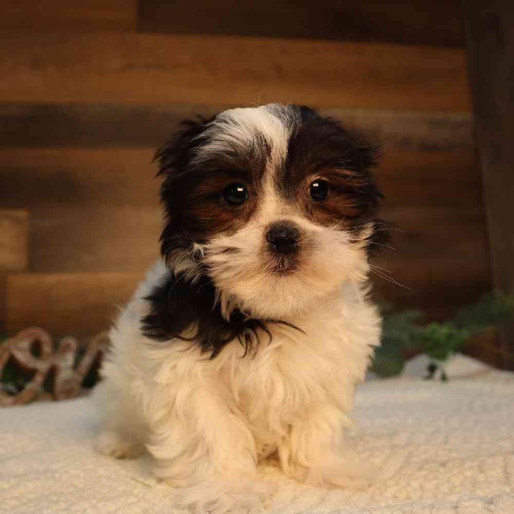 Female Malshi Puppy for Sale in Blaine, MN