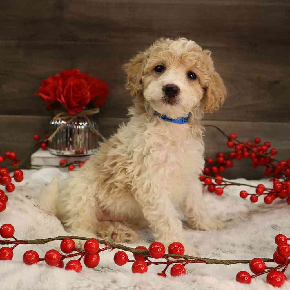 Male Mini Goldendoodle Puppy for Sale in Blaine, MN