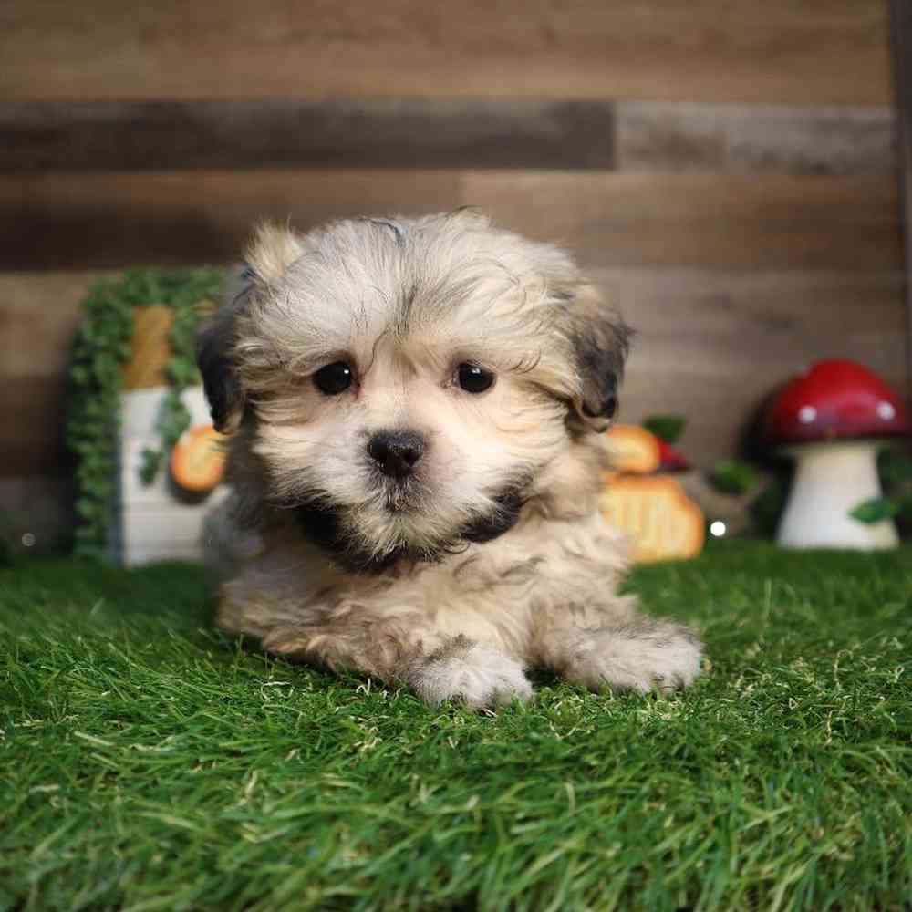 carousel pet images