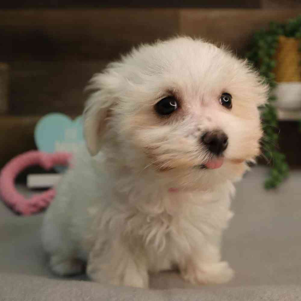 Female Maltese Puppy for Sale in Blaine, MN