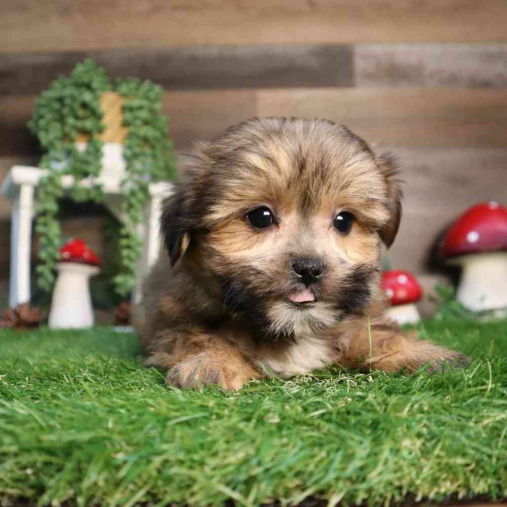 carousel pet images
