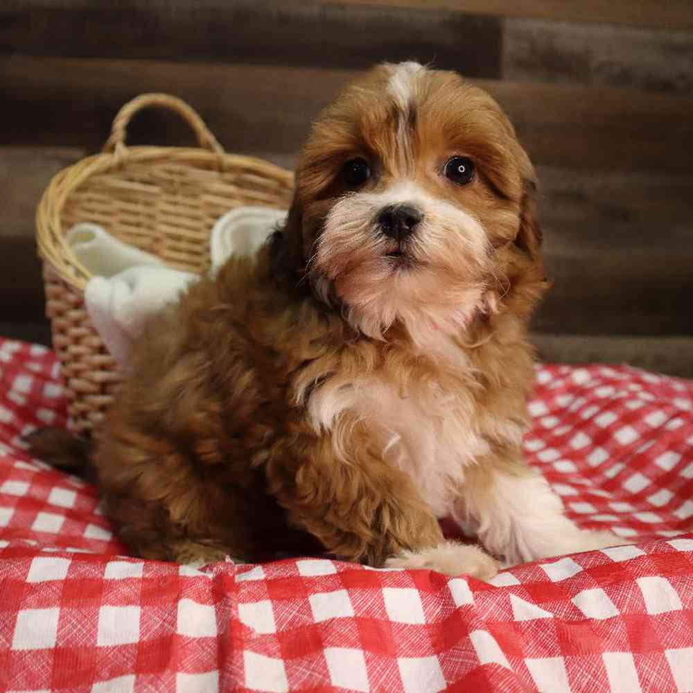 carousel pet images