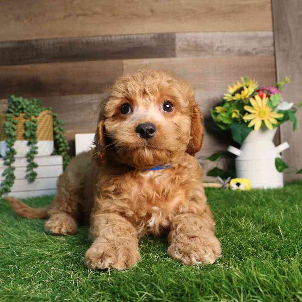 carousel pet images