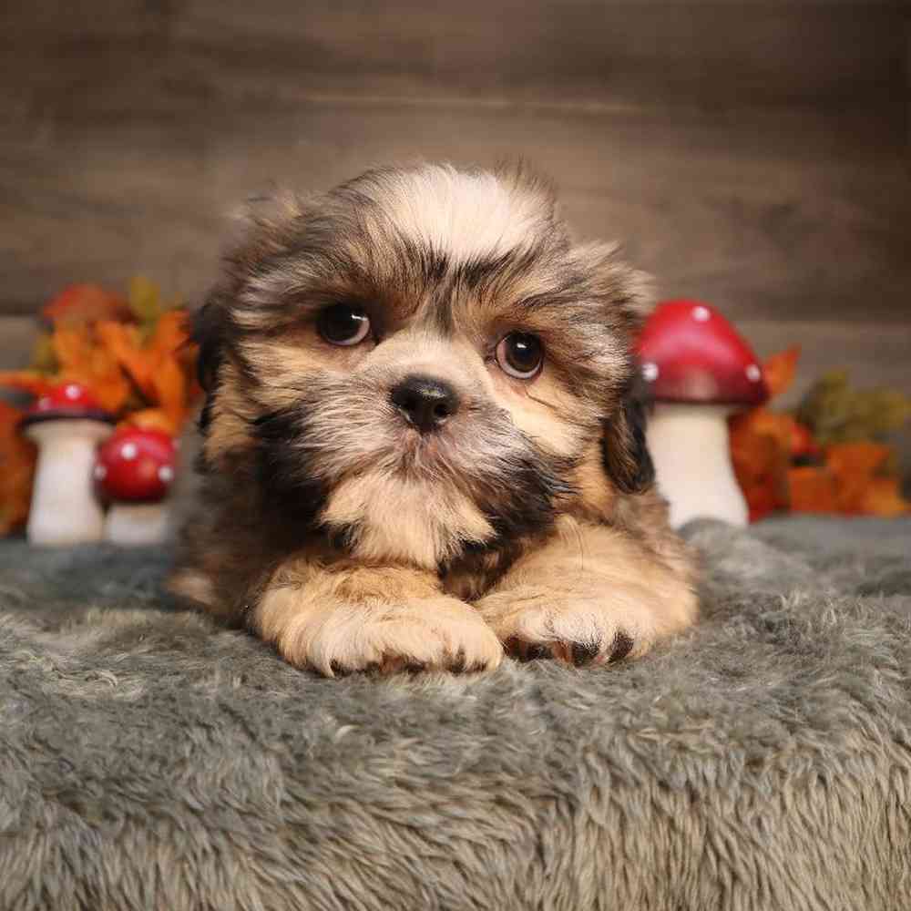 Teddy Bear Puppy for sale - Four Paws and a Tail