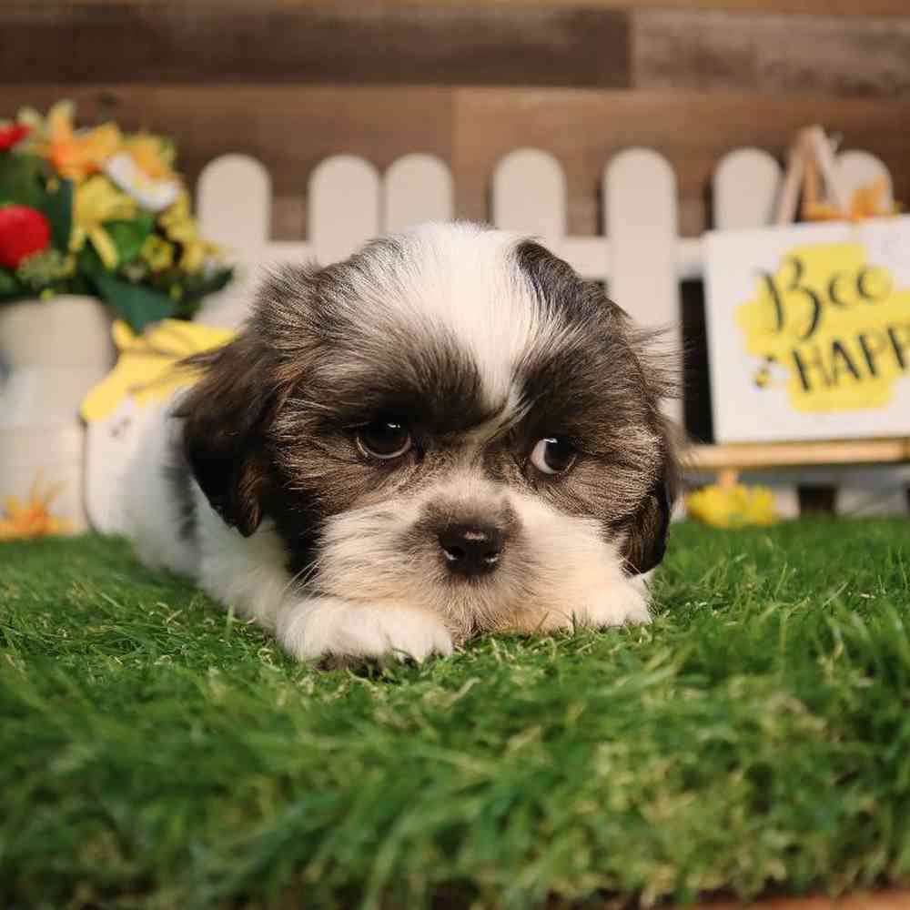 Malshi Puppies for sale - Four Paws and a Tail