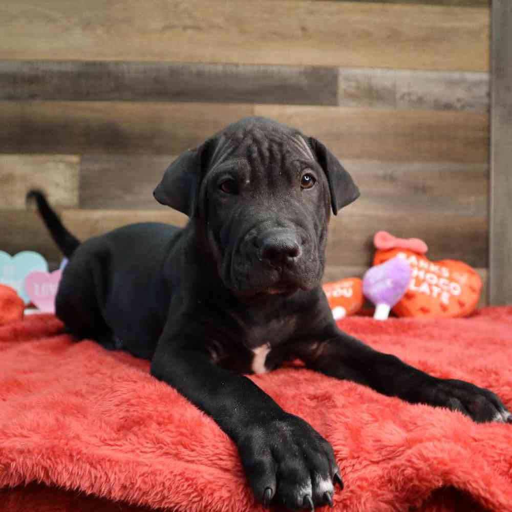 Male Mini Hippo Puppy for Sale in Blaine, MN