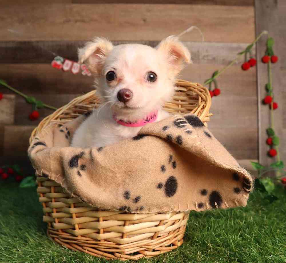 Female Chihuahua Puppy for Sale in Blaine, MN
