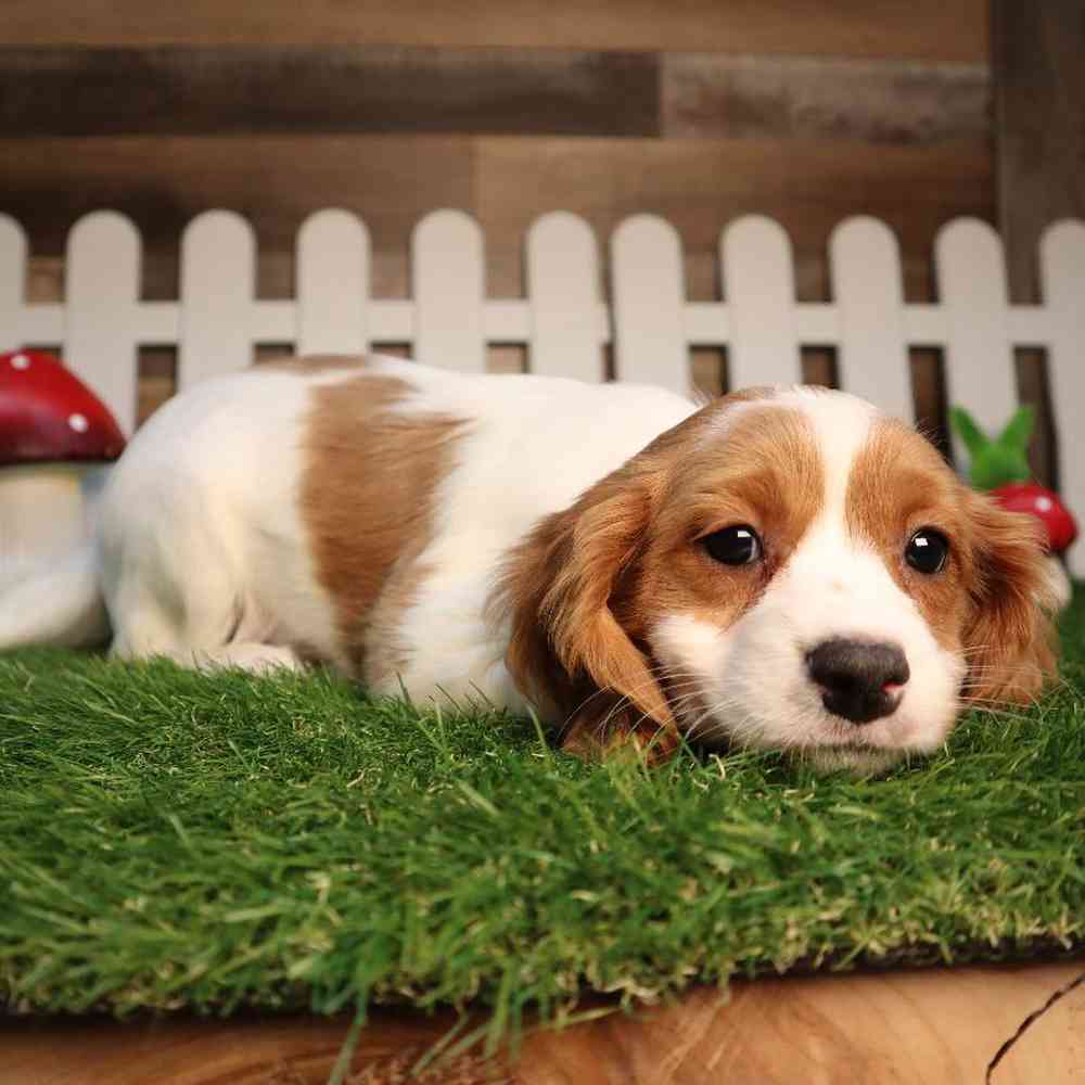 carousel pet images