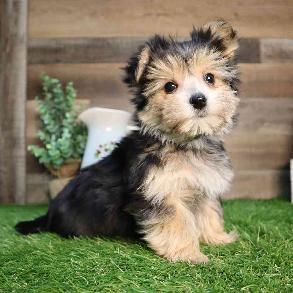 Male Morkie Puppy for Sale in Blaine, MN