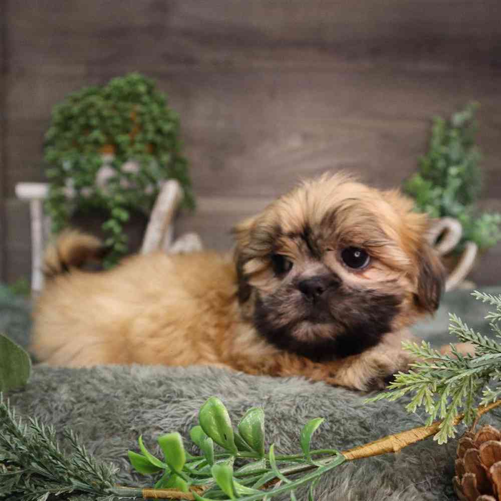 carousel pet images
